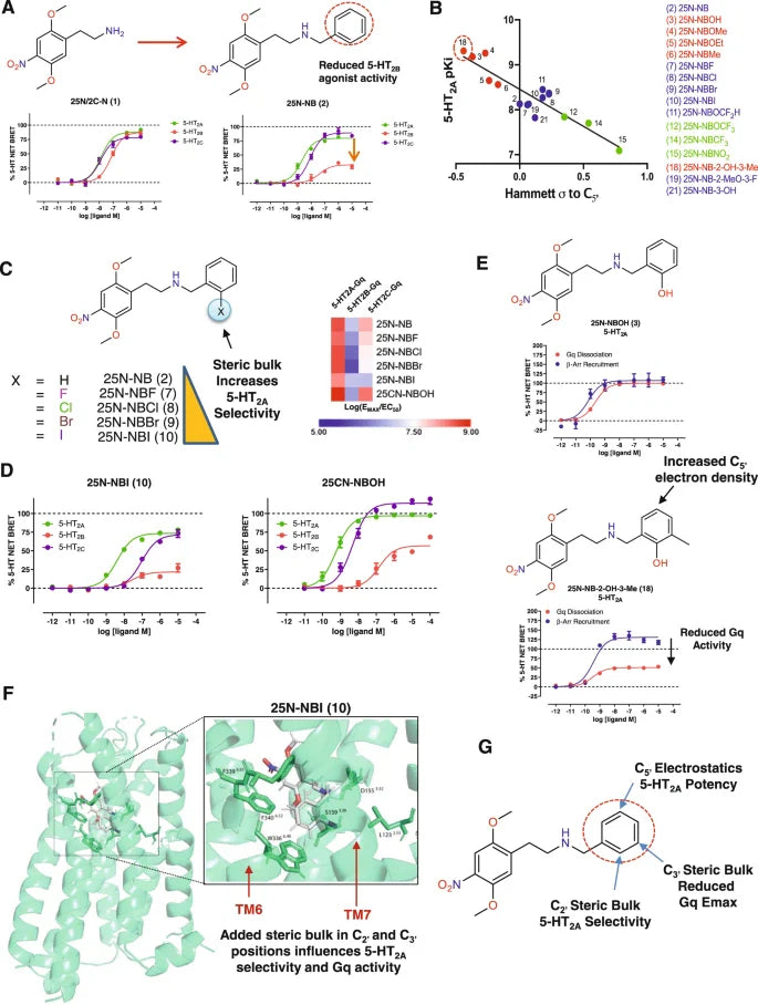 Identification of 5-HT2A receptor signaling pathways associated with psychedelic potential